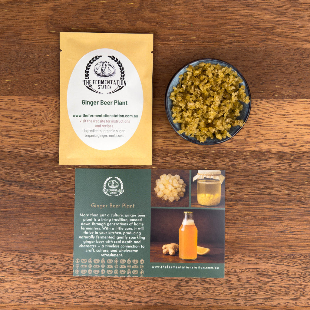 Ginger Beer Plant – Live Organic Cultures