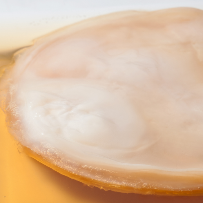 organic Jun SCOBY