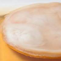 organic Jun SCOBY