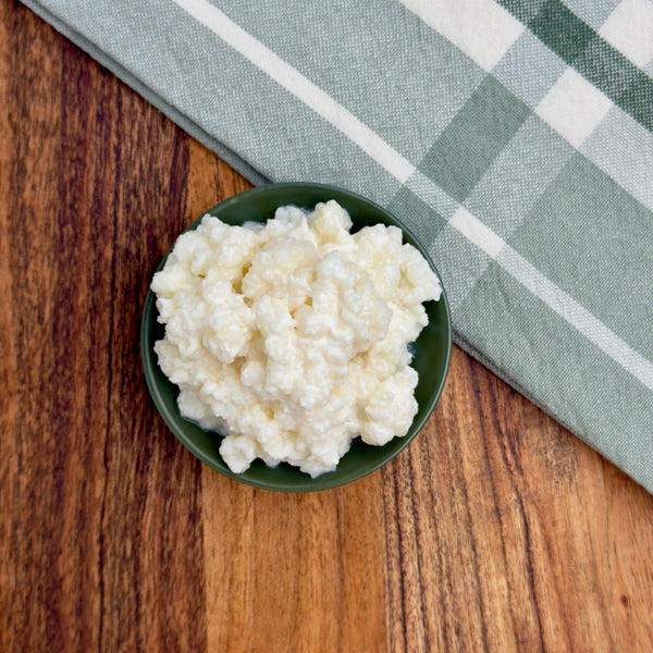 Organic milk kefir grains flat lay – live probiotic culture from The Fermentation Station, shipped fresh Australia wide